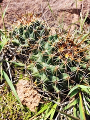 Coryphantha ottonis