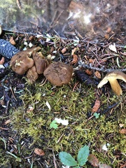 Aureoboletus mirabilis