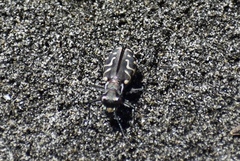 Cicindela carthagena