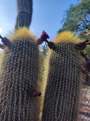 Cephalocereus polylophus
