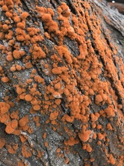 Trentepohlia flava
