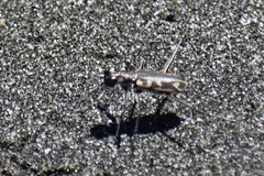 Opilidia macrocnema
