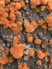 Trentepohlia flava
