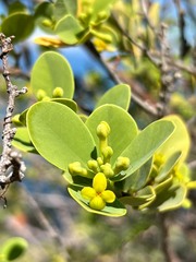 Wikstroemia monticola