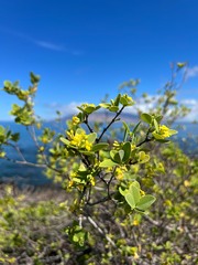 Wikstroemia monticola
