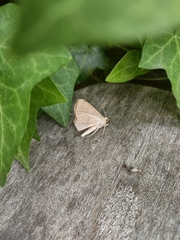 Thallophaga hyperborea