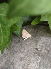 Thallophaga hyperborea