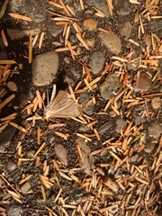 Thallophaga hyperborea