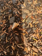 Thallophaga hyperborea