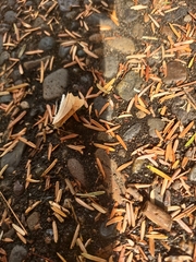 Thallophaga hyperborea