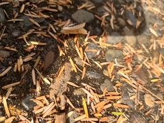 Thallophaga hyperborea