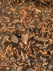 Thallophaga hyperborea