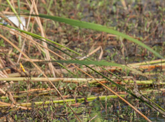 Phyllogomphoides stigmatus