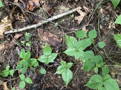 Rubus roribaccus