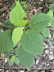 Acalypha angatensis