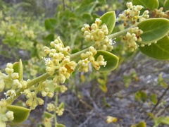 Cryptocarpus pyriformis