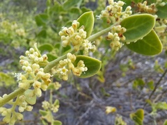 Cryptocarpus pyriformis