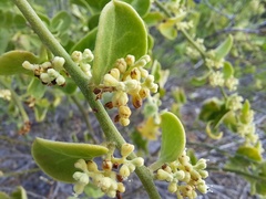 Cryptocarpus pyriformis