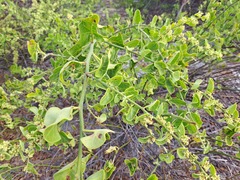 Cryptocarpus pyriformis