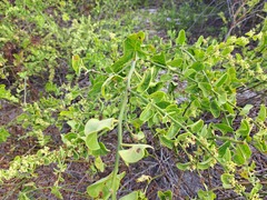 Cryptocarpus pyriformis