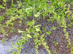 Cryptocarpus pyriformis