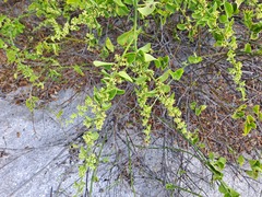 Cryptocarpus pyriformis