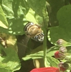 Melissodes comptoides