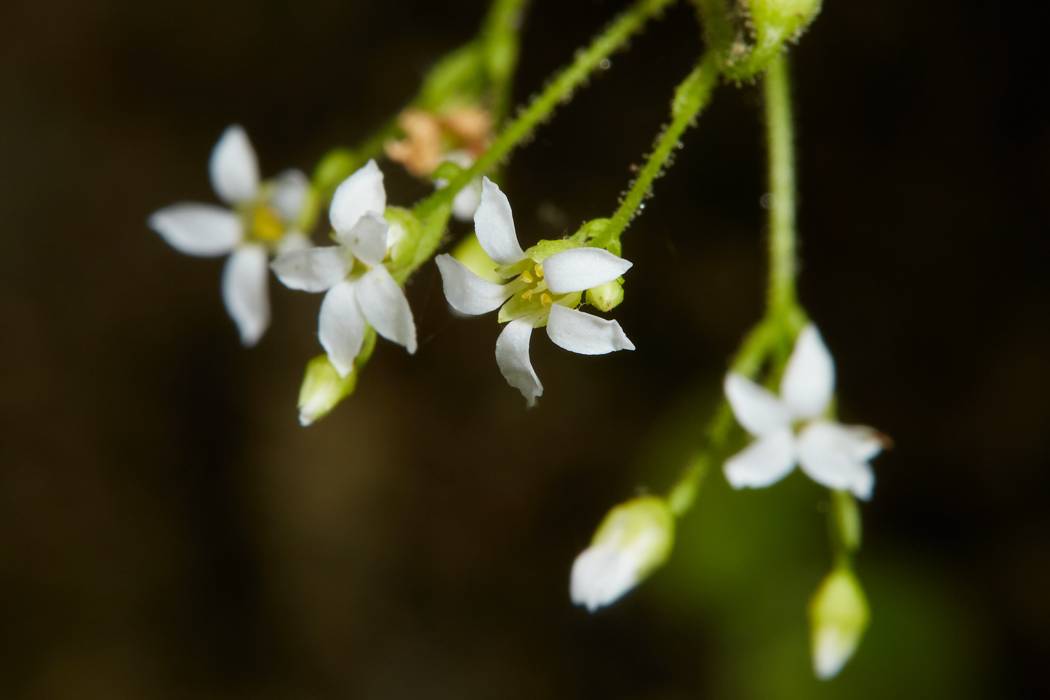 Sullivantia sullivantii