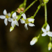 Sullivant's Coolwort - Photo (c) Ken-ichi Ueda, some rights reserved (CC BY), uploaded by Ken-ichi Ueda