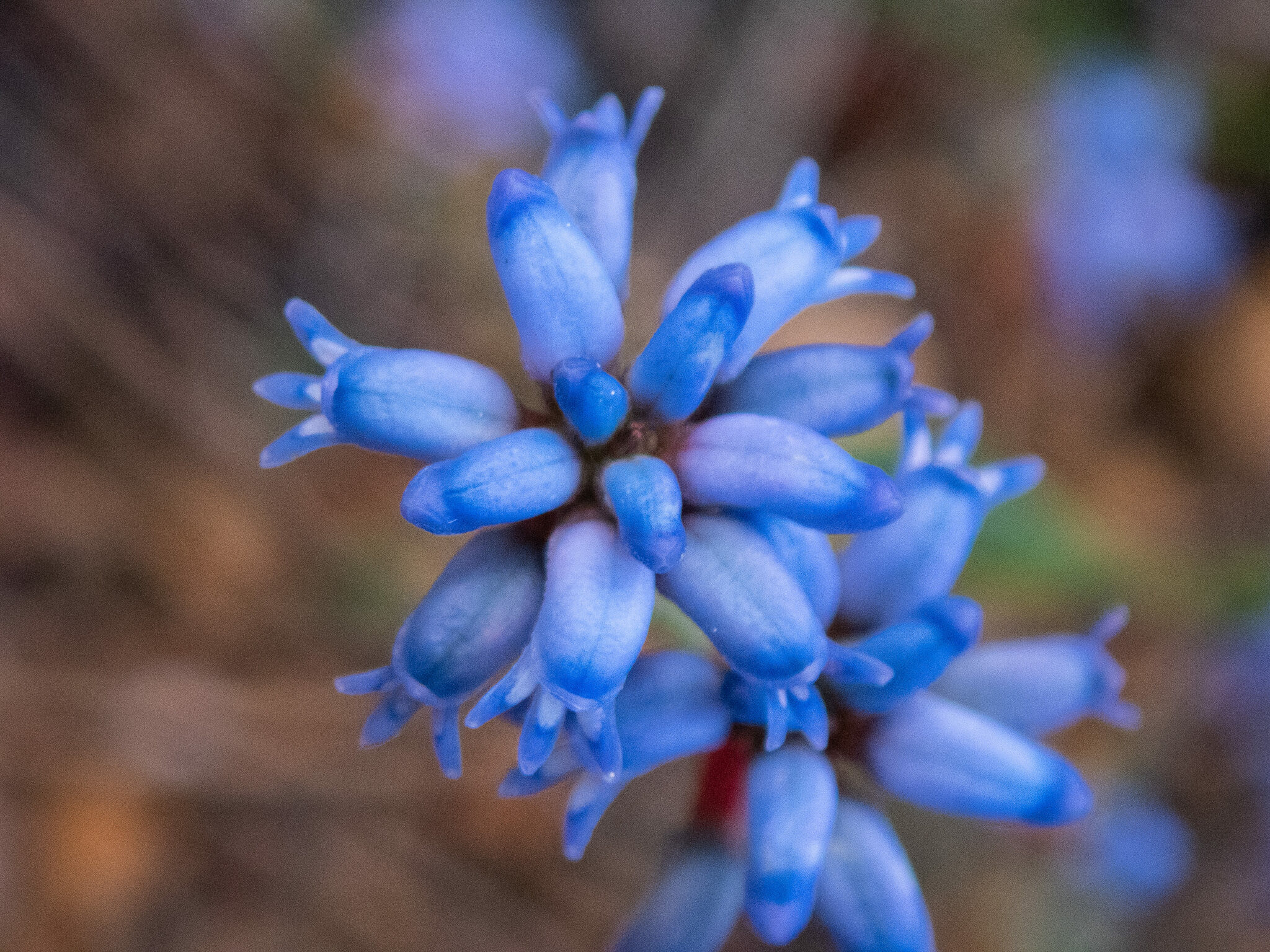 Conospermum