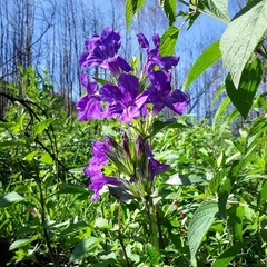 Ruellia lactea