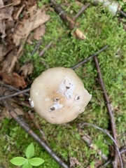 Amanita populiphila