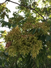 Ailanthus altissima