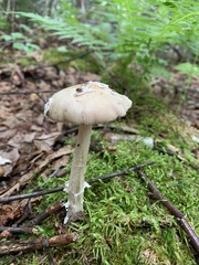 Amanita populiphila