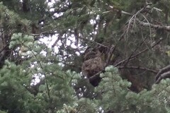 Strix occidentalis occidentalis