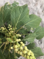 Xanthium strumarium