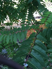 Ailanthus altissima