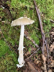 Amanita populiphila
