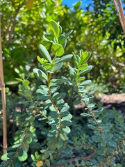 Wikstroemia uva-ursi