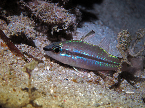 Ostorhinchus lineomaculatus observed 2015-01-18