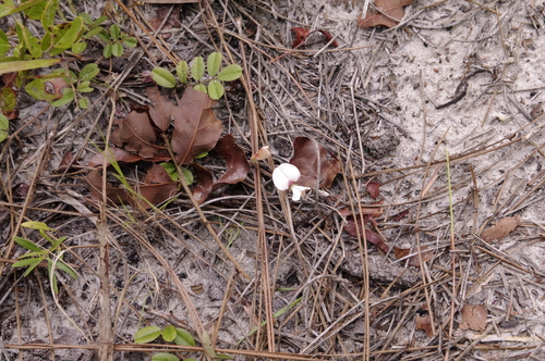 Image of Tephrosia mysteriosa by (c) Eric Knight, some rights reserved (CC BY)