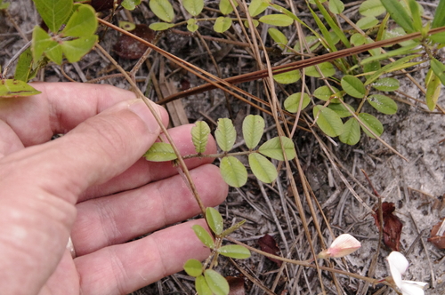 Image of Tephrosia mysteriosa by (c) Eric Knight, some rights reserved (CC BY)
