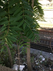 Ailanthus altissima