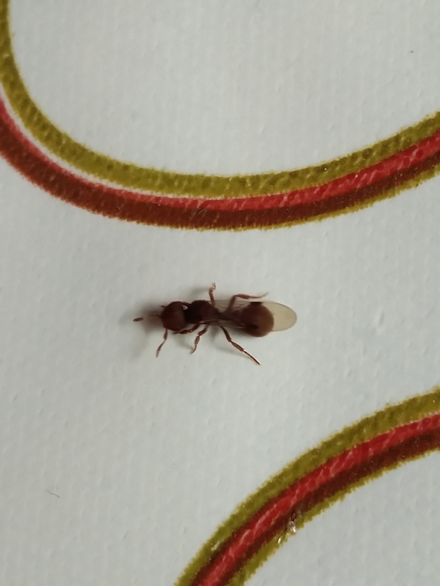 Calyptomyrmex