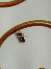 Calyptomyrmex