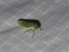 Acusana