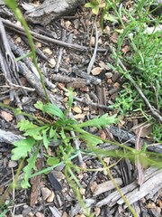 Goodenia pinnatifida