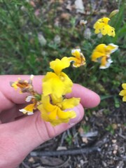 Goodenia pinnatifida