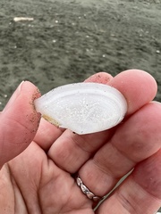 Ardeamya spenceri