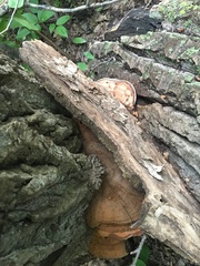 Ganoderma applanatum